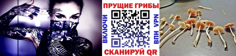как найти закладки  Красноперекопск  Псилоцибиновые грибы MAGIC MUSHROOMS 